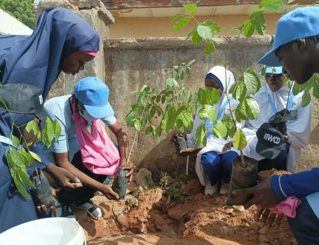 Association launches tree planting in Kano schools