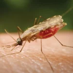 What you need to know about Malaria