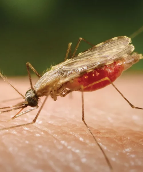 What you need to know about Malaria