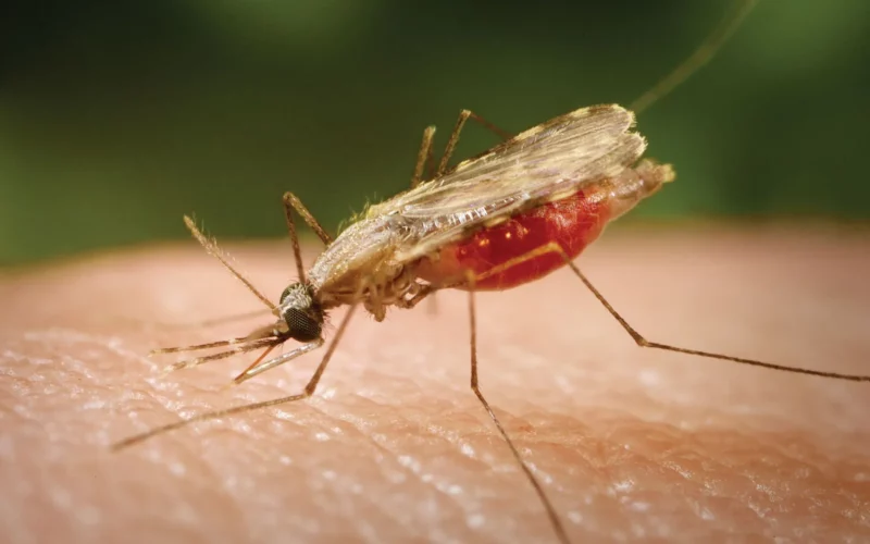 What you need to know about Malaria